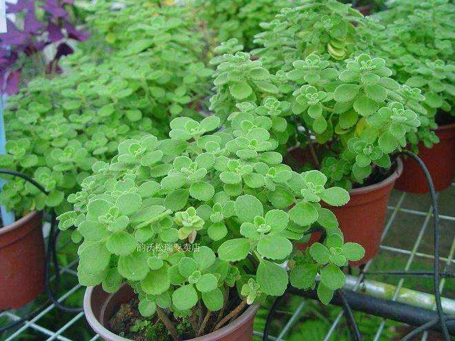 东北怎么盆栽碰碰香的6个栽培技术