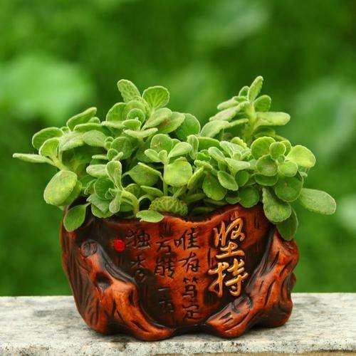 东北怎么盆栽碰碰香的6个栽培技术