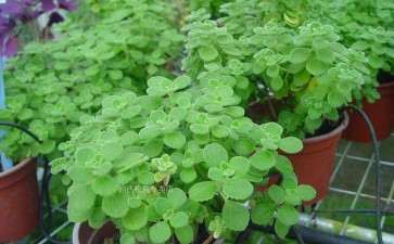 东北怎么盆栽碰碰香的6个栽培技术