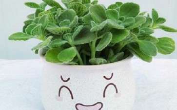 盆栽碰碰香怎么病虫害防治的2个方法