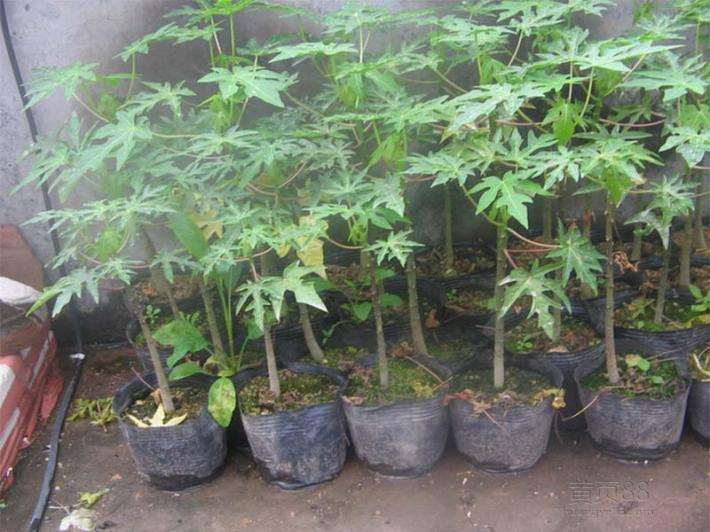 番木瓜疫病生防细菌的筛选及室内盆栽防效研究