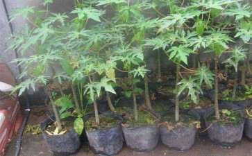 番木瓜疫病生防细菌的筛选及室内盆栽防效研究