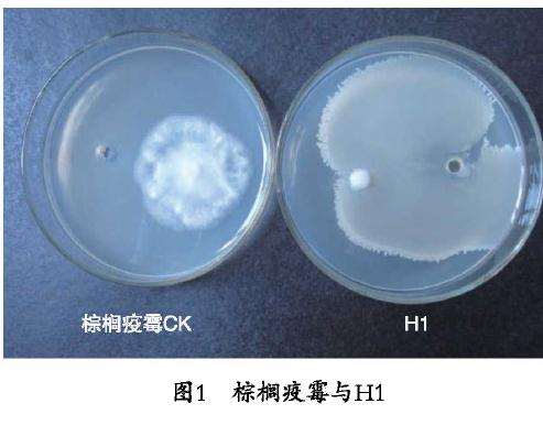 对番木瓜疫病室内盆栽防效试验的生防作用