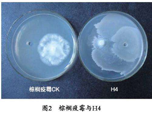 对番木瓜疫病室内盆栽防效试验的生防作用