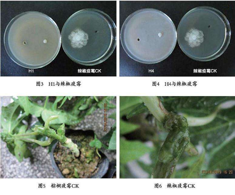 对番木瓜疫病室内盆栽防效试验的生防作用