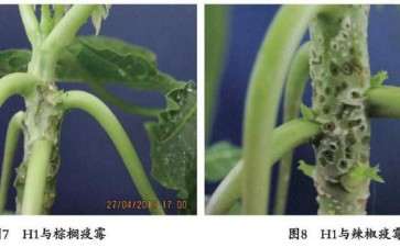 对番木瓜疫病室内盆栽防效试验的生防作用