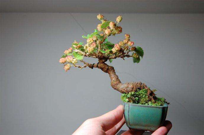 果桑盆栽怎么种植的7个方法