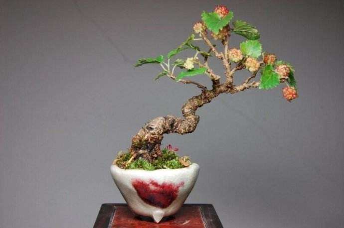 果桑盆栽怎么种植的7个方法