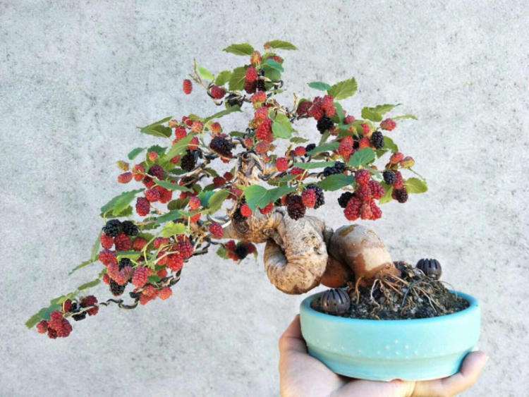 果桑盆栽怎么种植的7个方法