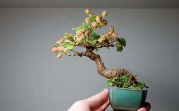 果桑盆栽怎么种植的7个方法