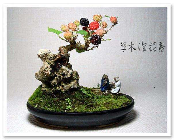 果桑盆栽怎么采收的方法