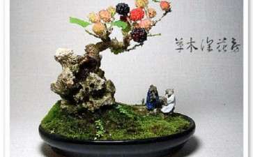 果桑盆栽怎么采收的方法