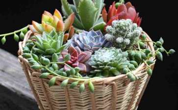 组合盆栽造型怎么布局的5个原则