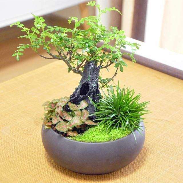 盆栽盆器怎么选择的3个方法