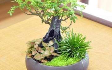 盆栽盆器怎么选择的3个方法