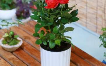 盆栽花卉怎么插花的构图原则