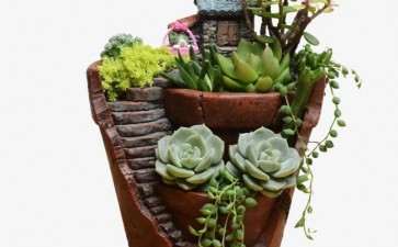 家庭组合盆栽怎么选题构思的3个方法