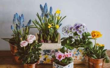 盆栽组合怎么题名的3个方法