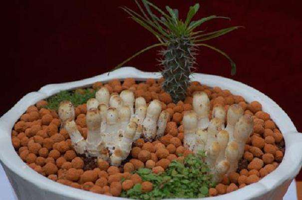 盆栽食用菌色彩怎么设计的3个原则