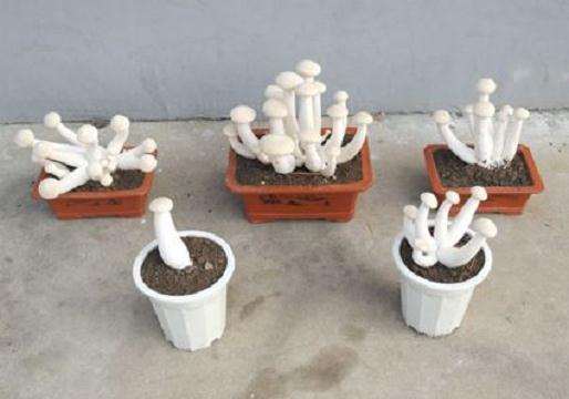 盆栽食用菌色彩怎么设计的3个原则