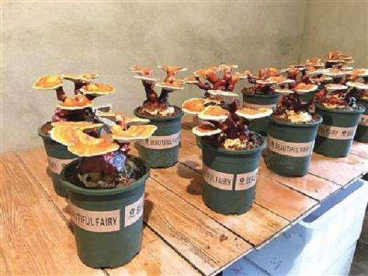 盆栽食用菌景观色彩怎么调和的方法