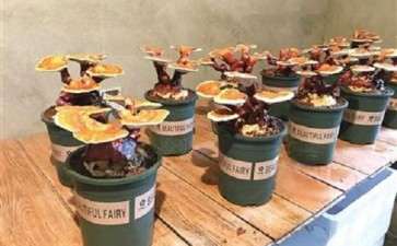 盆栽食用菌景观色彩怎么调和的方法