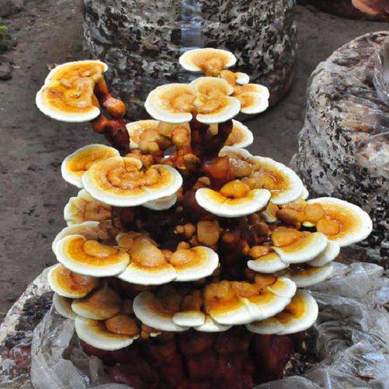 盆栽食用菌造景中色彩设计有哪3个特点