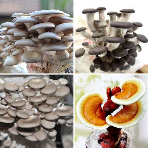 盆栽食用菌造景中色彩设计有哪3个特点