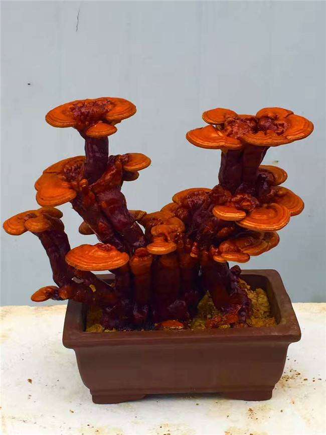 盆栽食用菌造景中的形式美学艺术