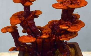 盆栽食用菌造景中的形式美学艺术