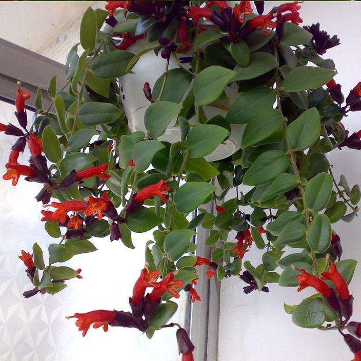 口红花盆栽怎么生产管理的技术