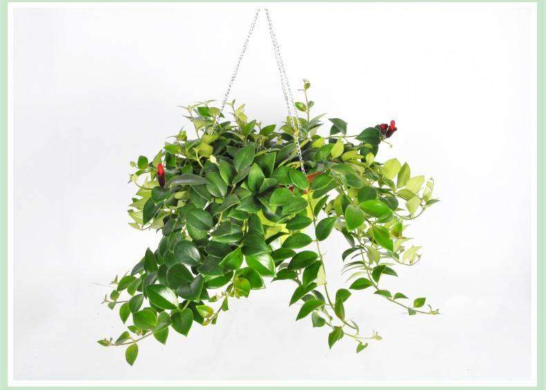 口红花盆栽怎么水肥管理的方法