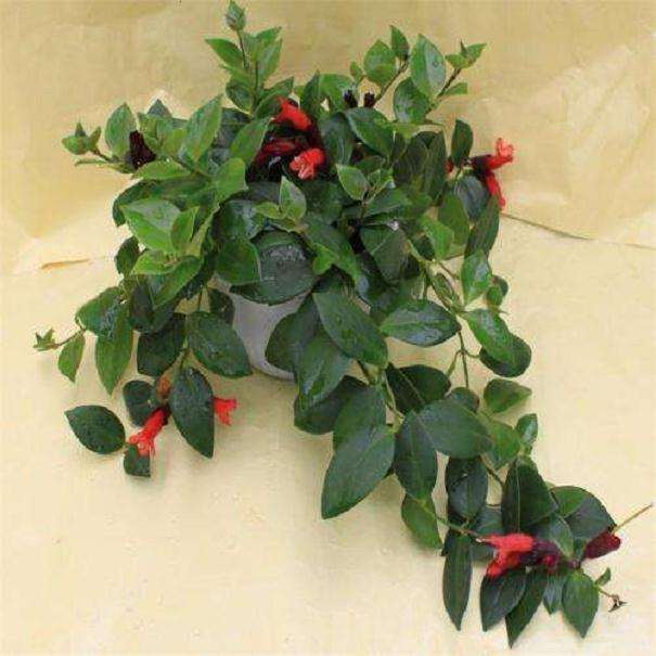 口红花盆栽怎么环境调控的方法