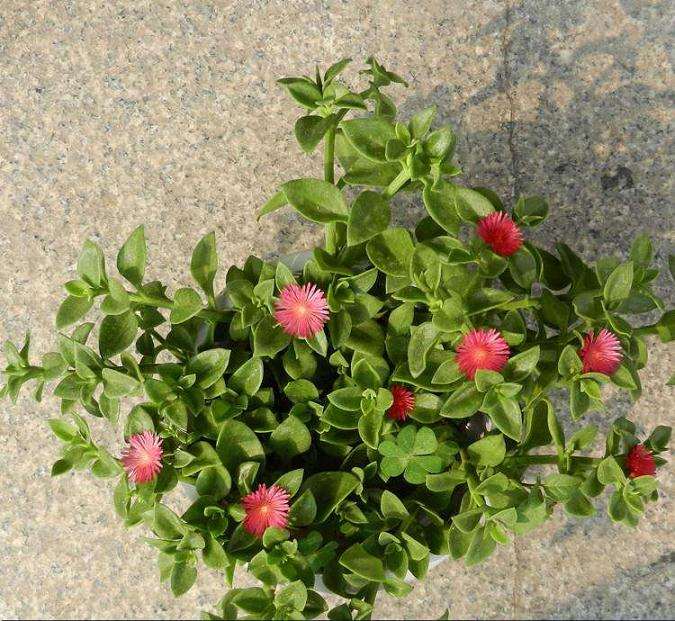 口红花盆栽怎么病虫害防治的方法