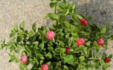 口红花盆栽怎么病虫害防治的方法