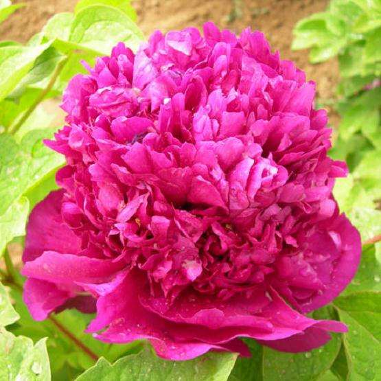 牡丹无土盆栽有哪3钟类型可以选择