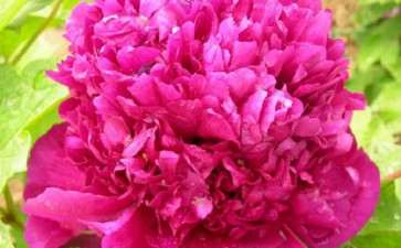 牡丹无土盆栽有哪3钟类型可以选择