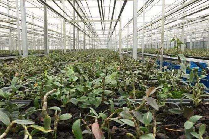 中药材盆栽的基质怎么配制 最好 图片