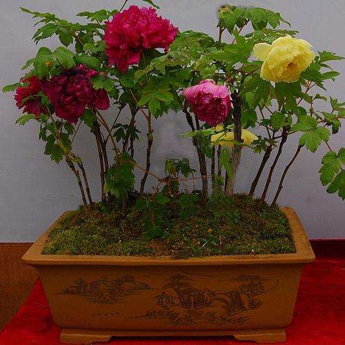 牡丹盆栽无土基质怎么配制的方法