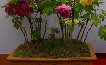 牡丹盆栽无土基质怎么配制的方法