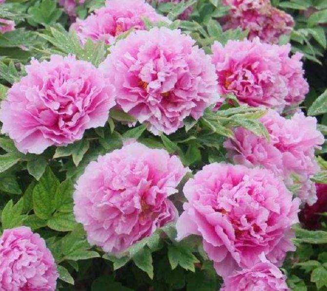 牡丹盆栽怎么浇水的方法