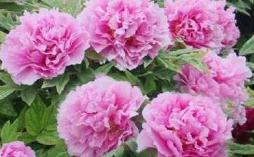 牡丹盆栽怎么浇水的方法