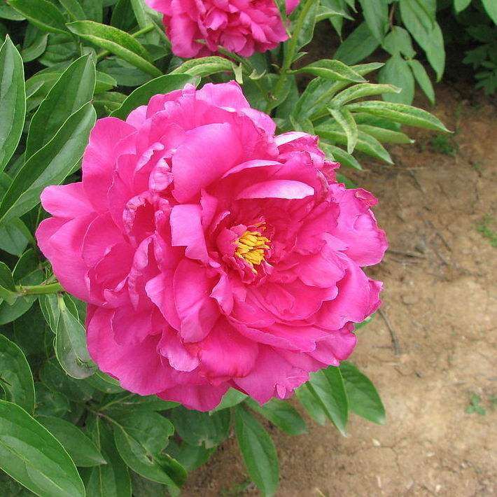 牡丹无土盆栽营养液怎么配方的方法