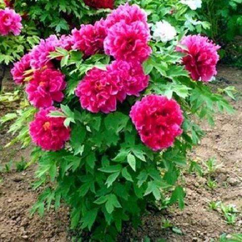 牡丹无土盆栽营养液怎么配方的方法