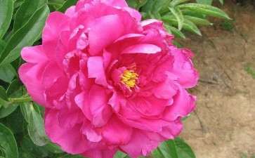 牡丹无土盆栽营养液怎么配方的方法