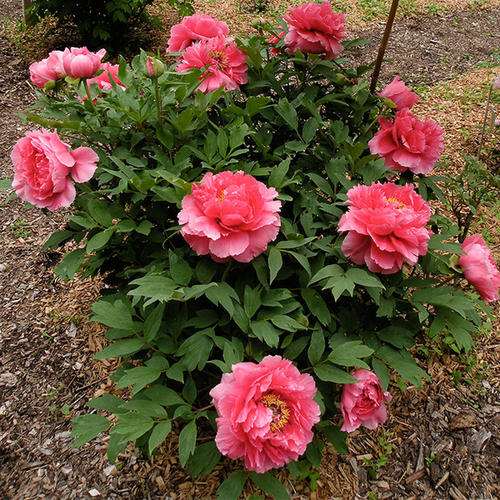 牡丹盆栽激素怎么应用的3个方法