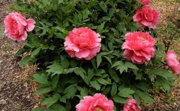 牡丹盆栽激素怎么应用的3个方法