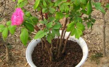 牡丹盆栽怎么整形修剪的方法