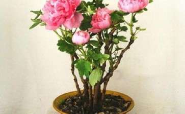 牡丹盆栽病虫害怎么防治的方法