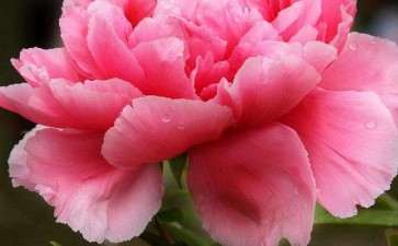 牡丹盆栽怎么防寒与防晒的方法